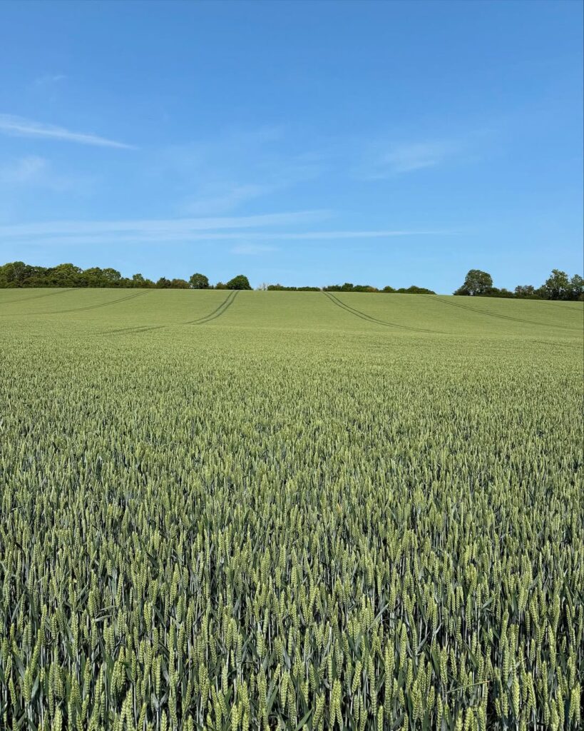 Durum Wheat