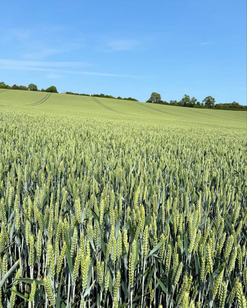 Durum Wheat