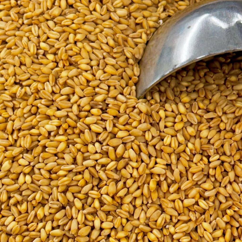 Durum Wheat