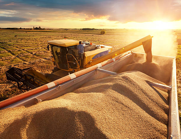 russian wheat suppliers
