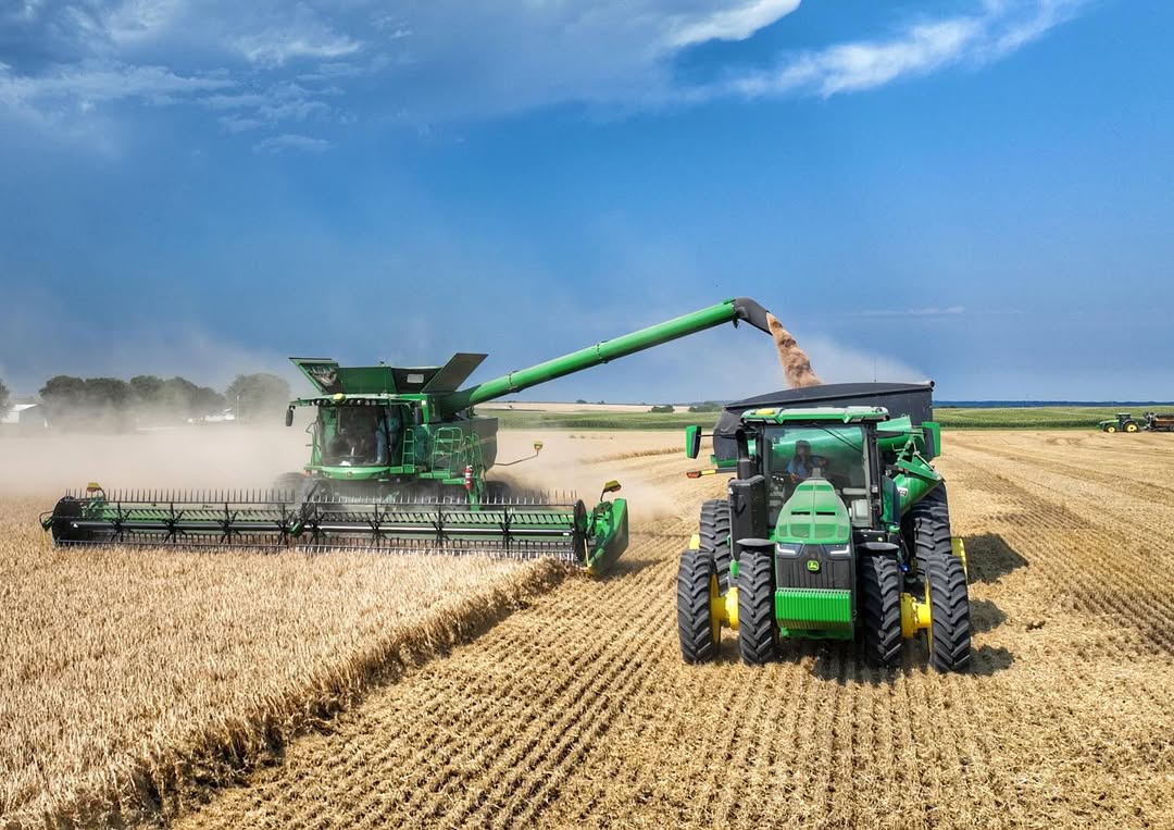 winter wheat