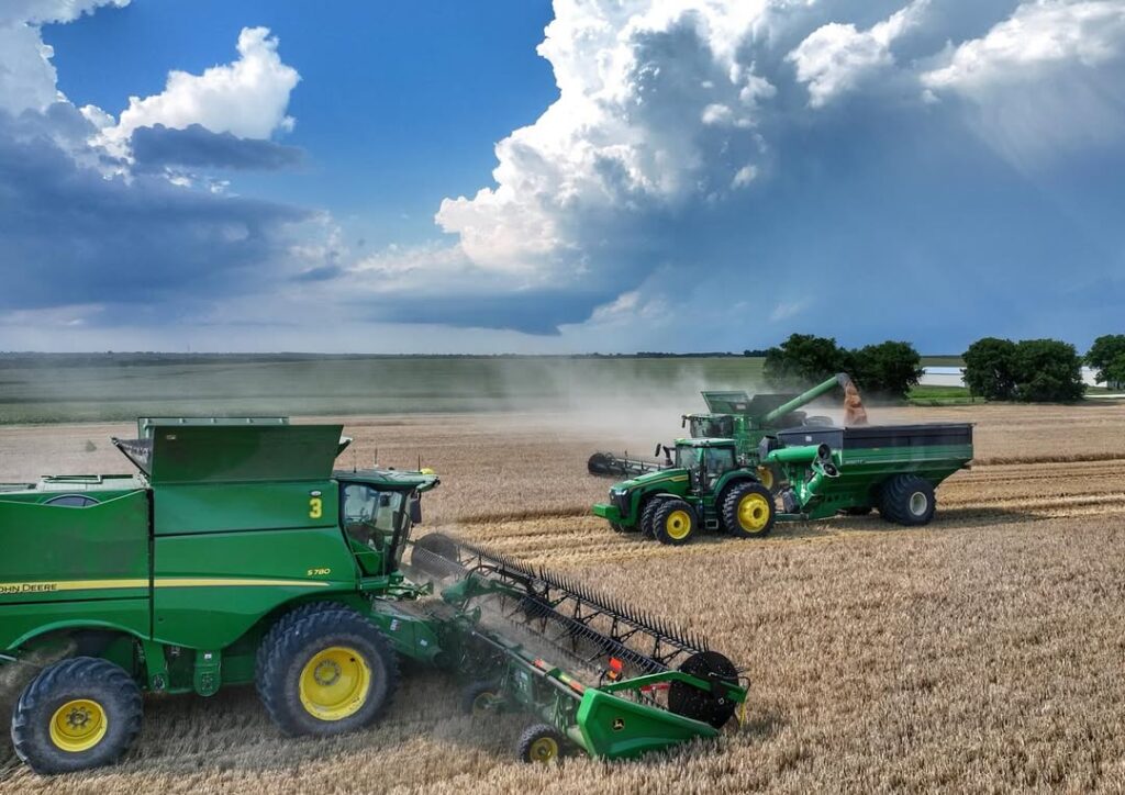 winter wheat