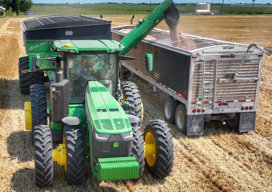 winter wheat