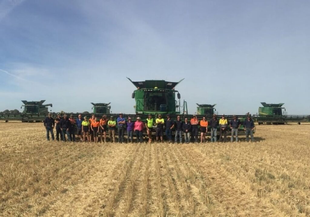 winter wheat