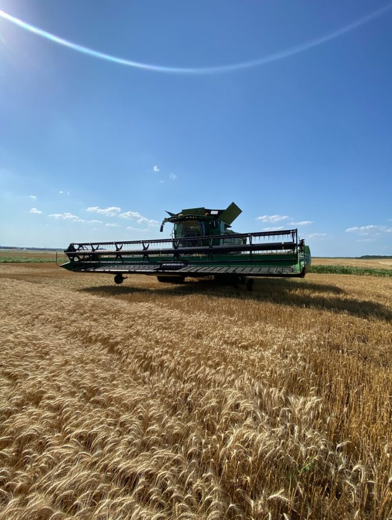 winter wheat