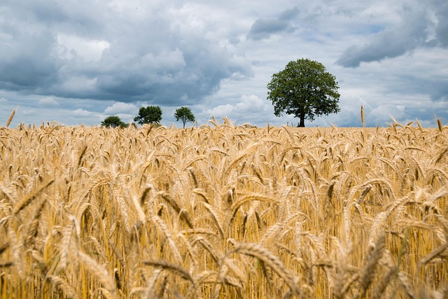 winter wheat
