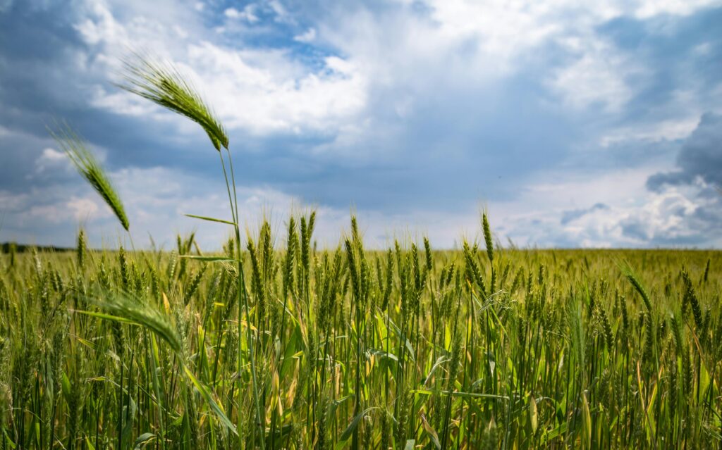 winter wheat