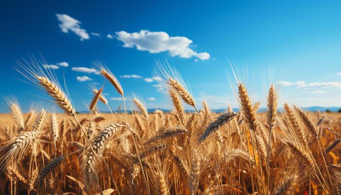 russian wheat farm