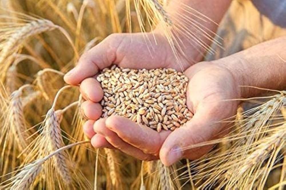 russian wheat farm