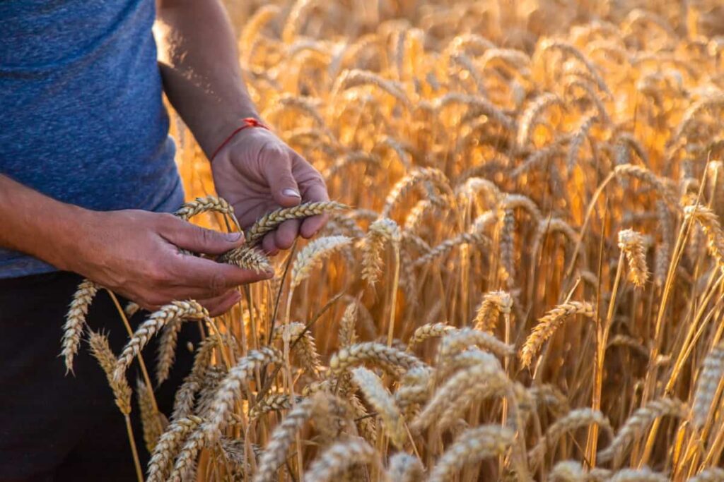 russian wheat farm