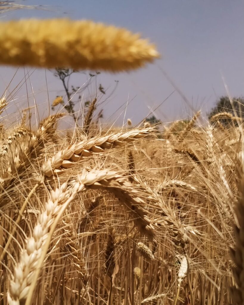 russian wheat farm