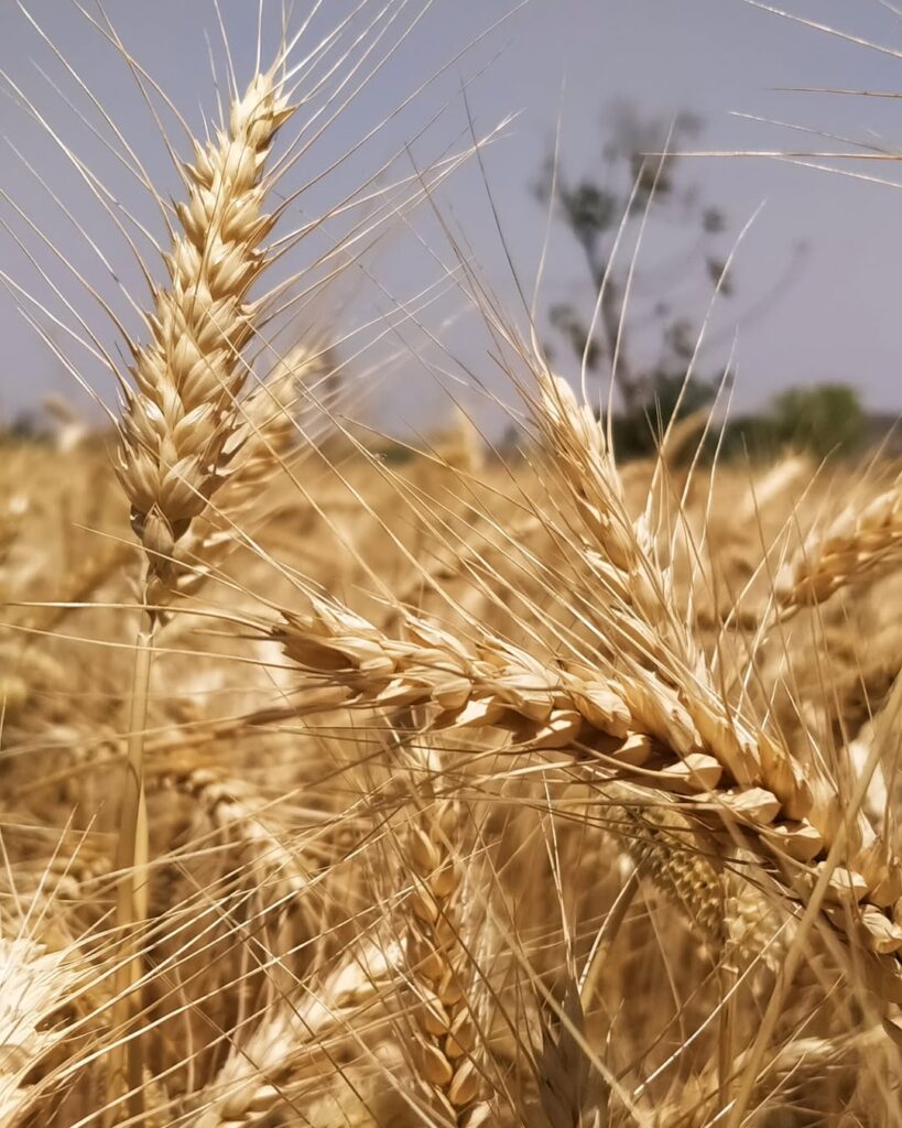russian wheat farm
