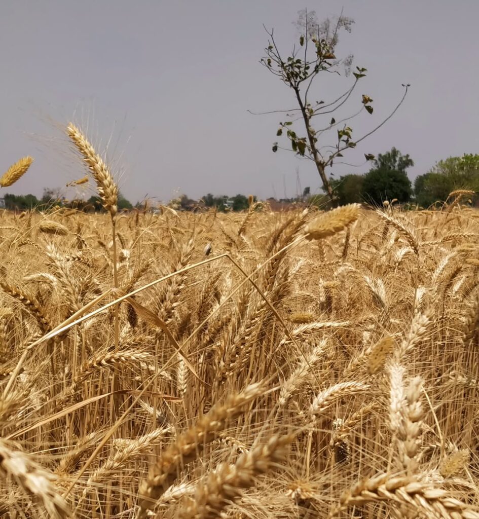 russian wheat farm