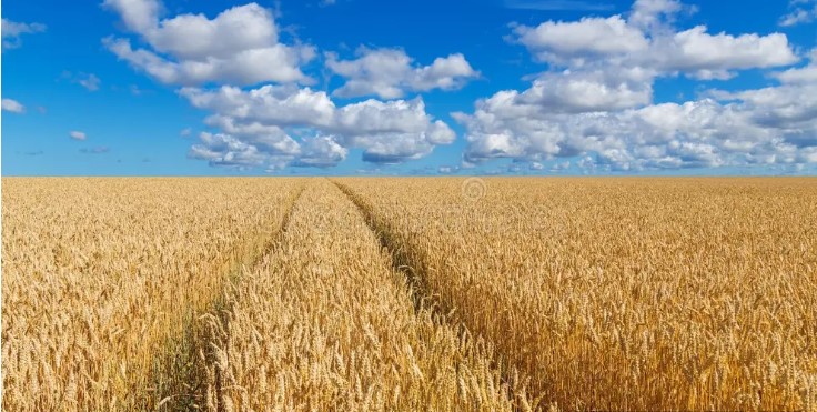 russian wheat farm